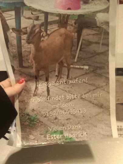 Goat escapes in Weickelsdorf