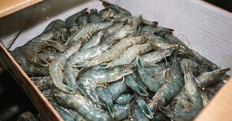 Shrimp farm with organic farming school